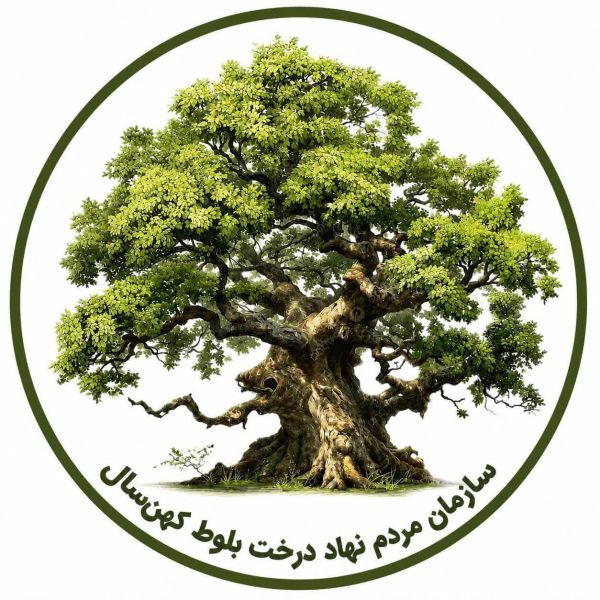 درخت بلوط کهنسال